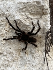 Cyrtopholis portoricae