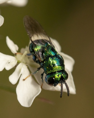 Euperilampus triangularis