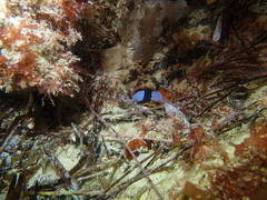 Chromodoris westraliensis