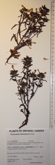 Pedicularis labradorica