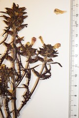 Pedicularis labradorica