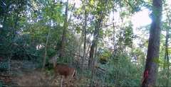 Odocoileus virginianus