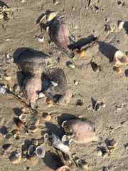 Trinectes maculatus