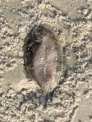 Trinectes maculatus