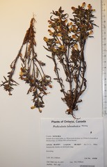 Pedicularis labradorica