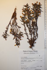 Pedicularis labradorica