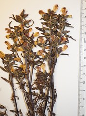 Pedicularis labradorica
