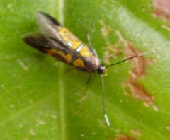 Schiffermuelleria schaefferella