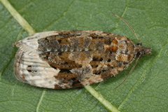 Apotomis capreana