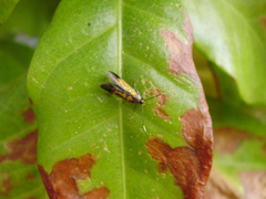 Schiffermuelleria schaefferella