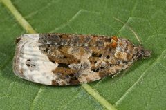 Apotomis capreana
