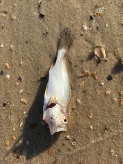 Stellifer lanceolatus