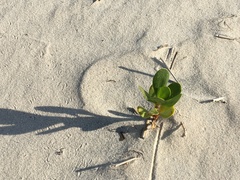 Scaevola plumieri