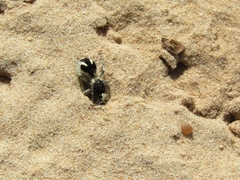 Traumatomutilla bifurca