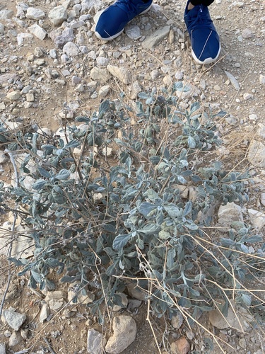 آفتاب پرست خشبی، (Heliotropium calcareum)