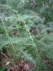Asparagus tenuifolius