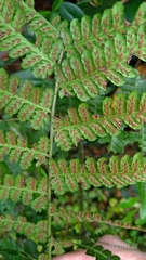 Diplazium kawakamii