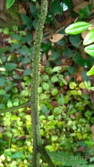 Diplazium kawakamii