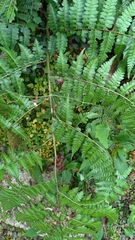 Diplazium kawakamii