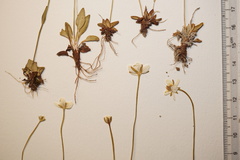 Parnassia parviflora