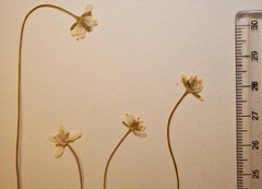 Parnassia parviflora