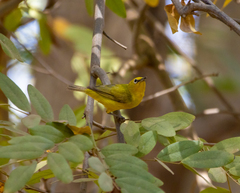 Zosterops senegalensis