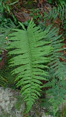 Dryopteris cycadina