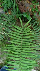 Dryopteris cycadina