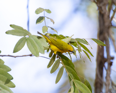 Zosterops senegalensis