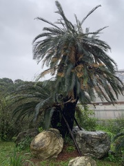 Cycas taiwaniana