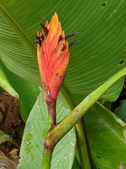Heliconia episcopalis