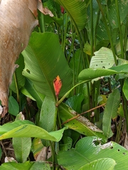 Heliconia episcopalis