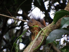 Microsciurus alfari
