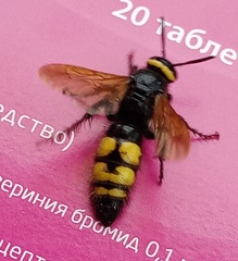 Scolia fuciformis