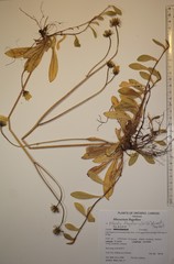 Pilosella flagellaris