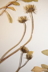 Pilosella flagellaris