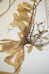 Pilosella flagellaris