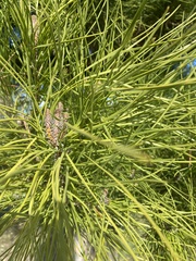 Pinus pinea