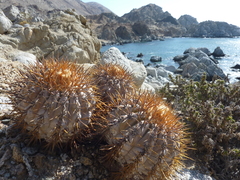 Copiapoa longistaminea