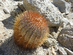 Copiapoa longistaminea
