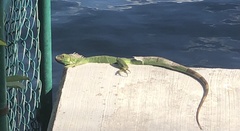 Iguana iguana