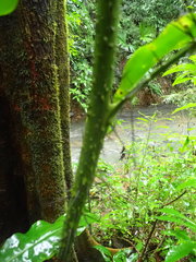 Desmoncus orthacanthos