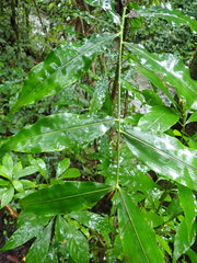 Desmoncus orthacanthos