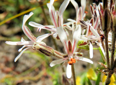 Pelargonium auritum carneum