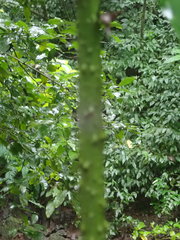 Desmoncus orthacanthos