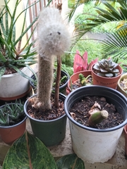 Cleistocactus strausii
