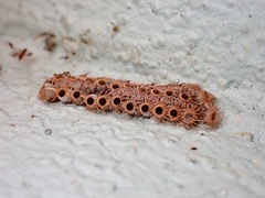 Trachythorax maculicollis