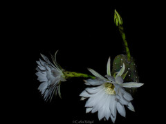 Echinopsis subdenudata