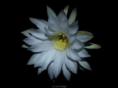 Echinopsis subdenudata