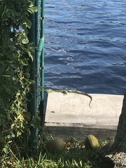 Iguana iguana